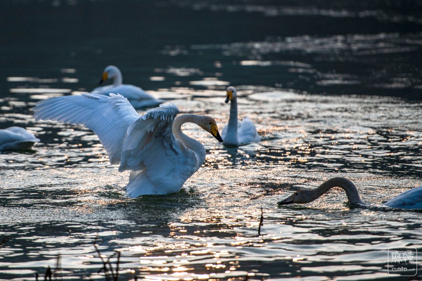 DSC_0666 ����.jpg