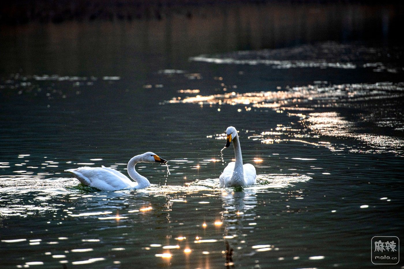 DSC_0590 ����.jpg