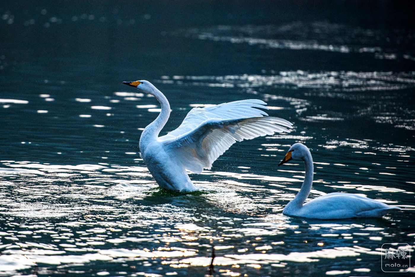 DSC_0685 ����.jpg