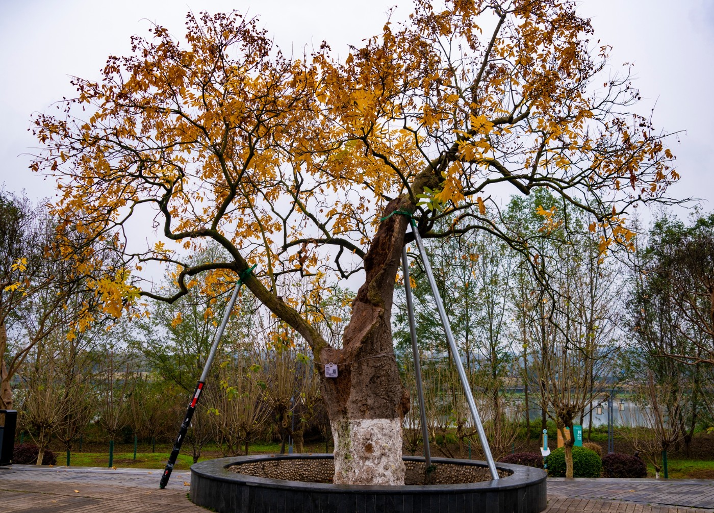 DSC09154 ����.jpg