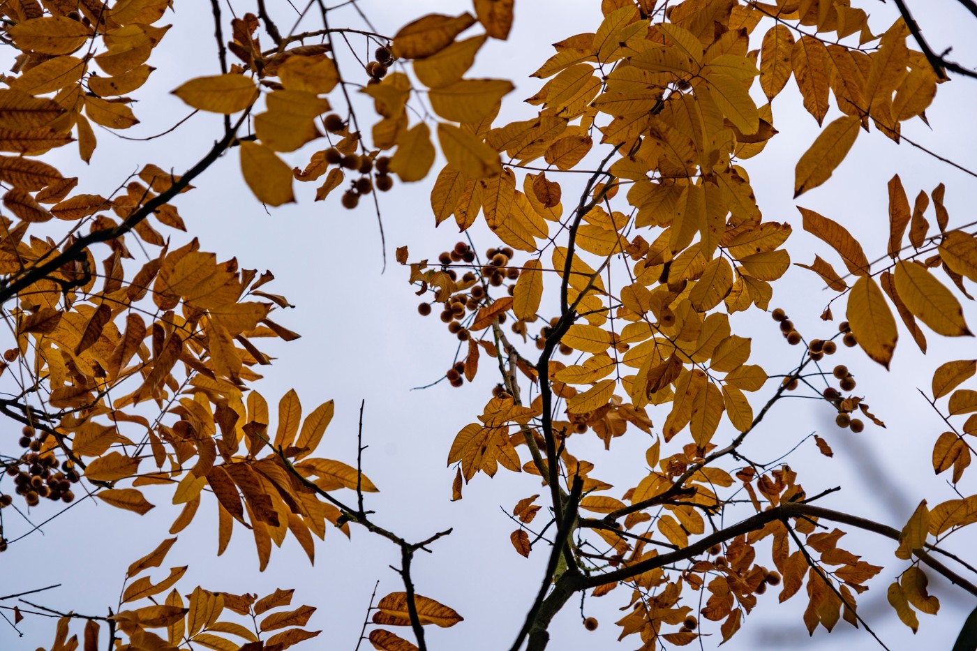 DSC09162 ����.jpg