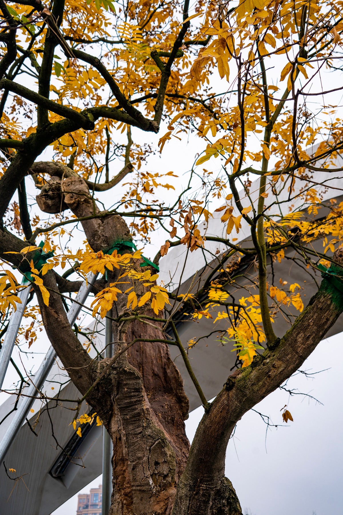 DSC09178 ����.jpg