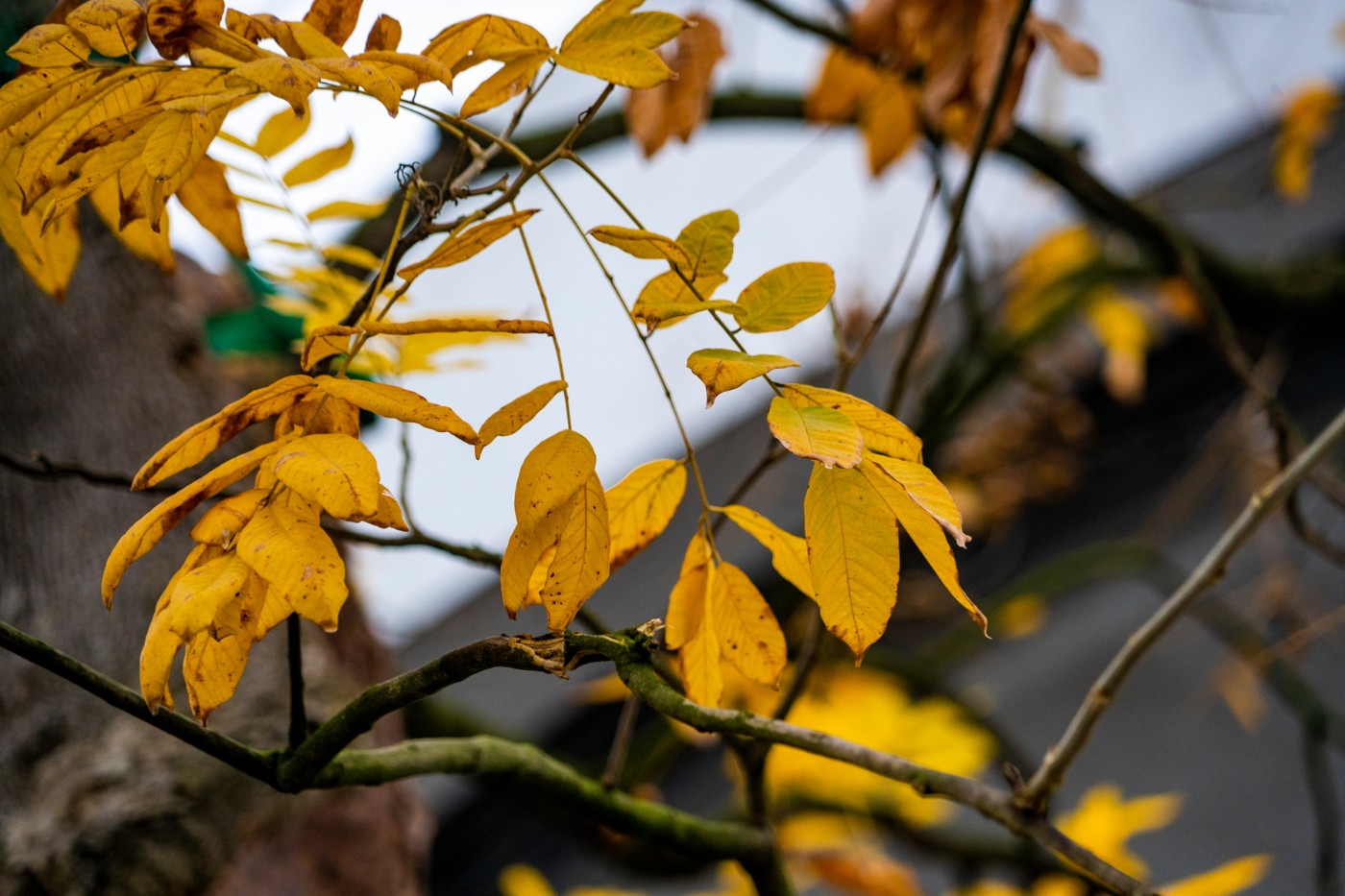 DSC09182 ����.jpg