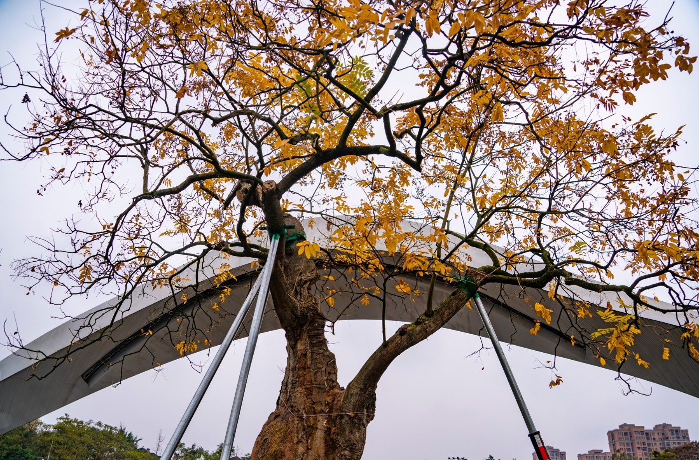 DSC09175 ����.jpg