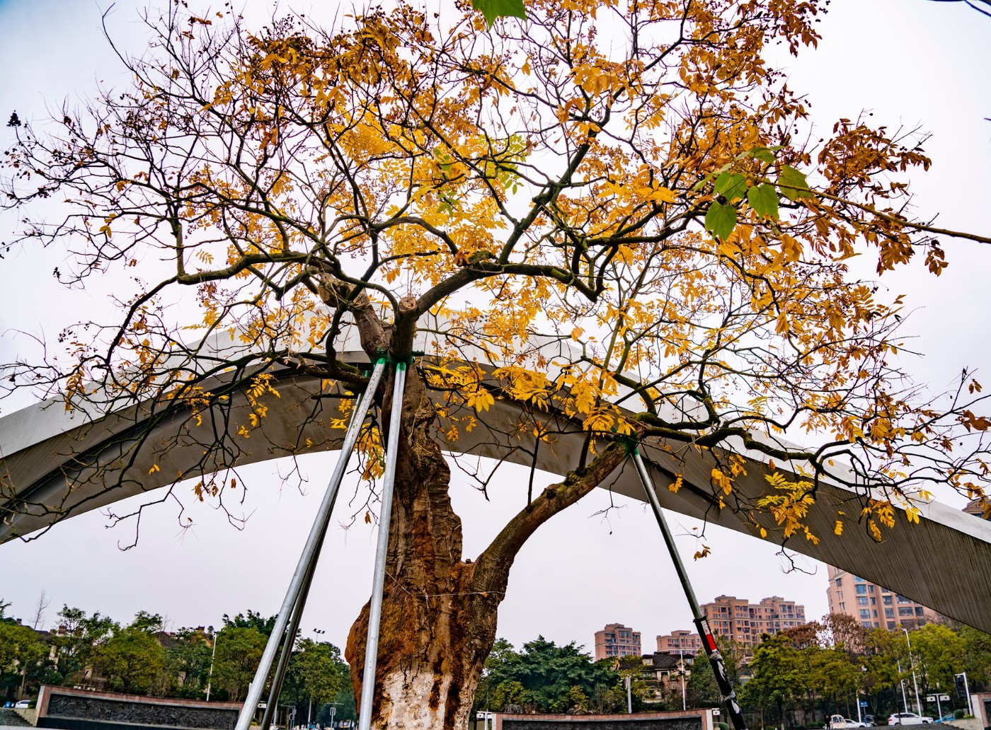 DSC09176 ����.jpg