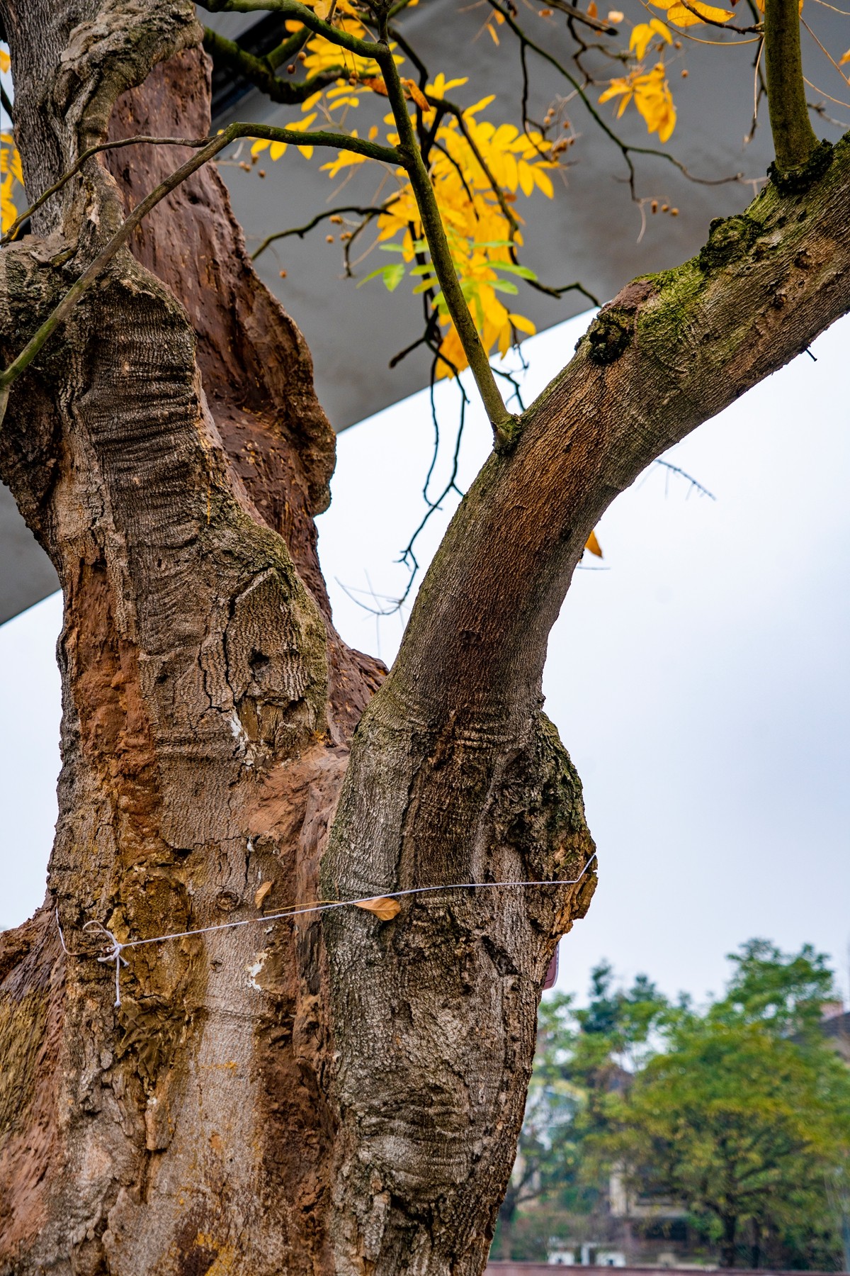 DSC09183 ����.jpg