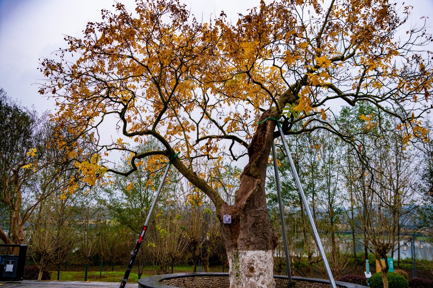 DSC09153 ����.jpg