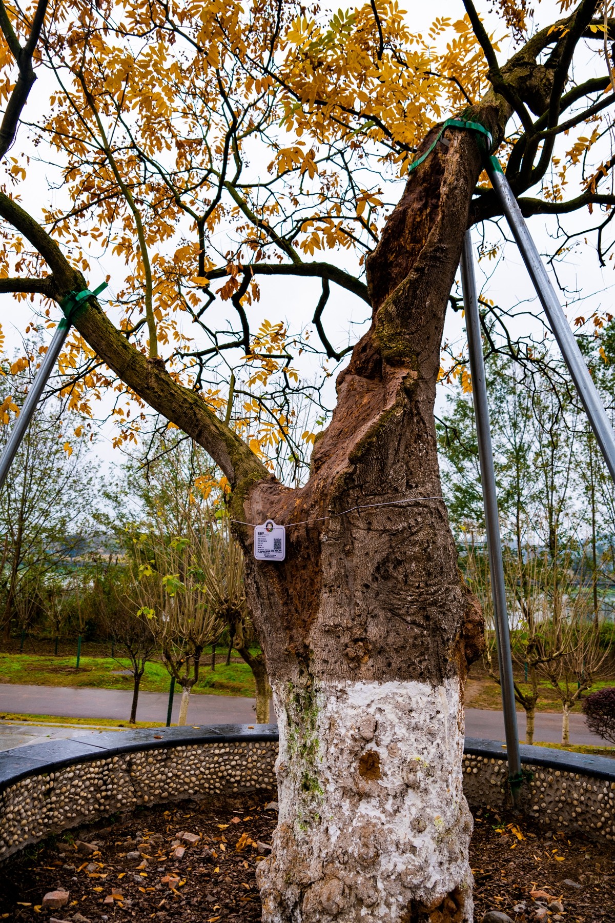 DSC09155 ����.jpg