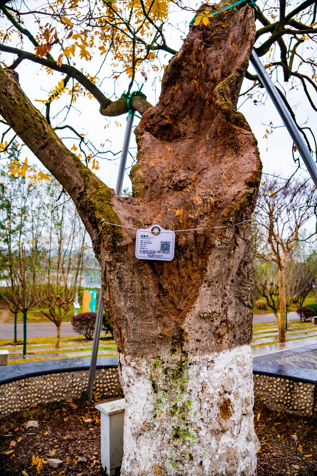 DSC09157 ����.jpg