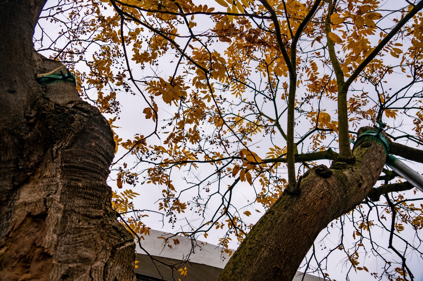 DSC09165 ����.jpg