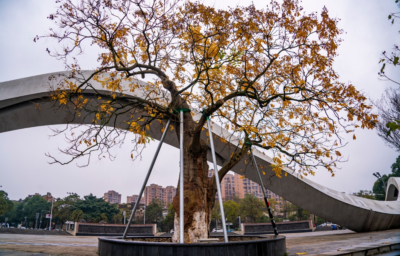 DSC09177 ����.jpg