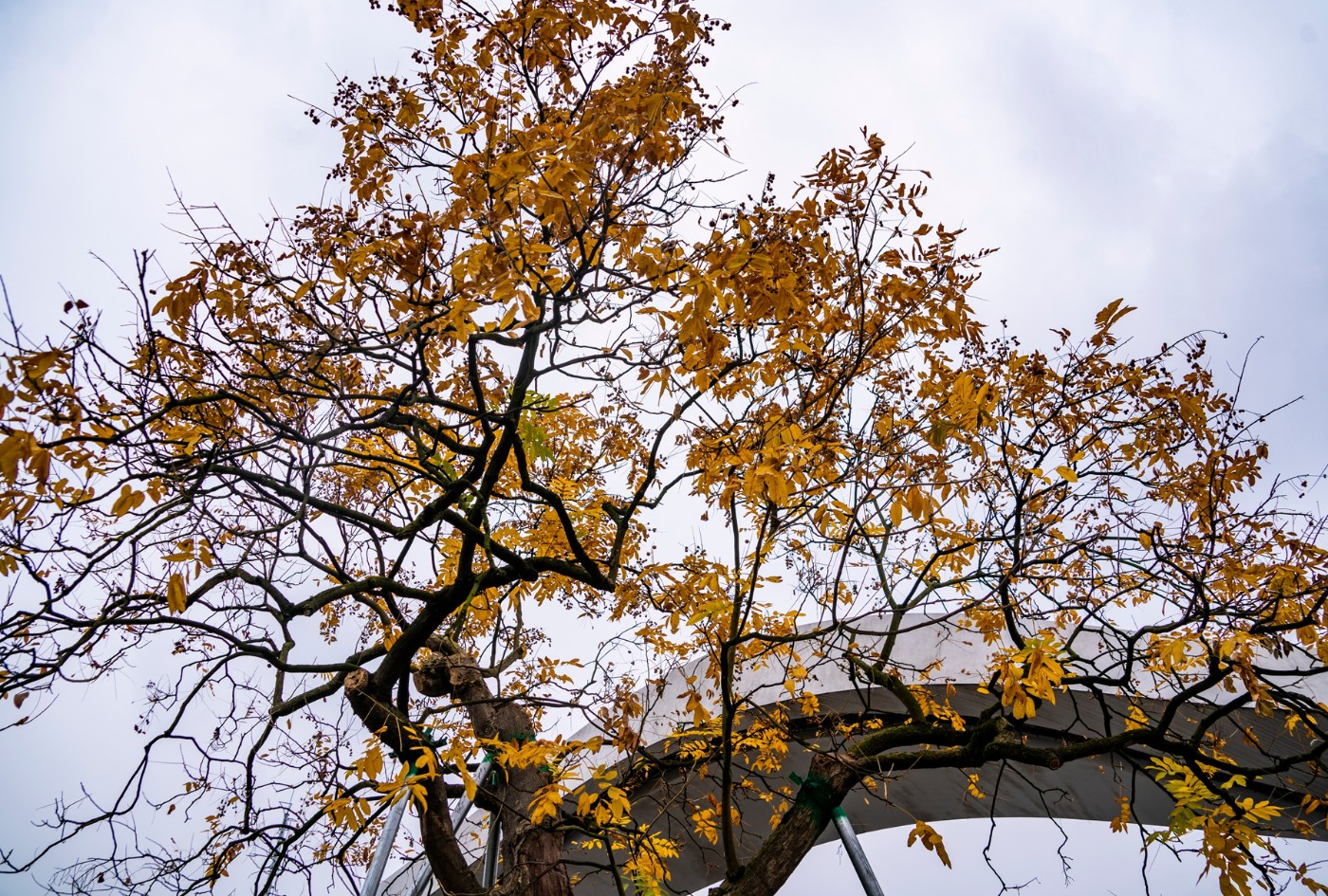 DSC09180 ����.jpg