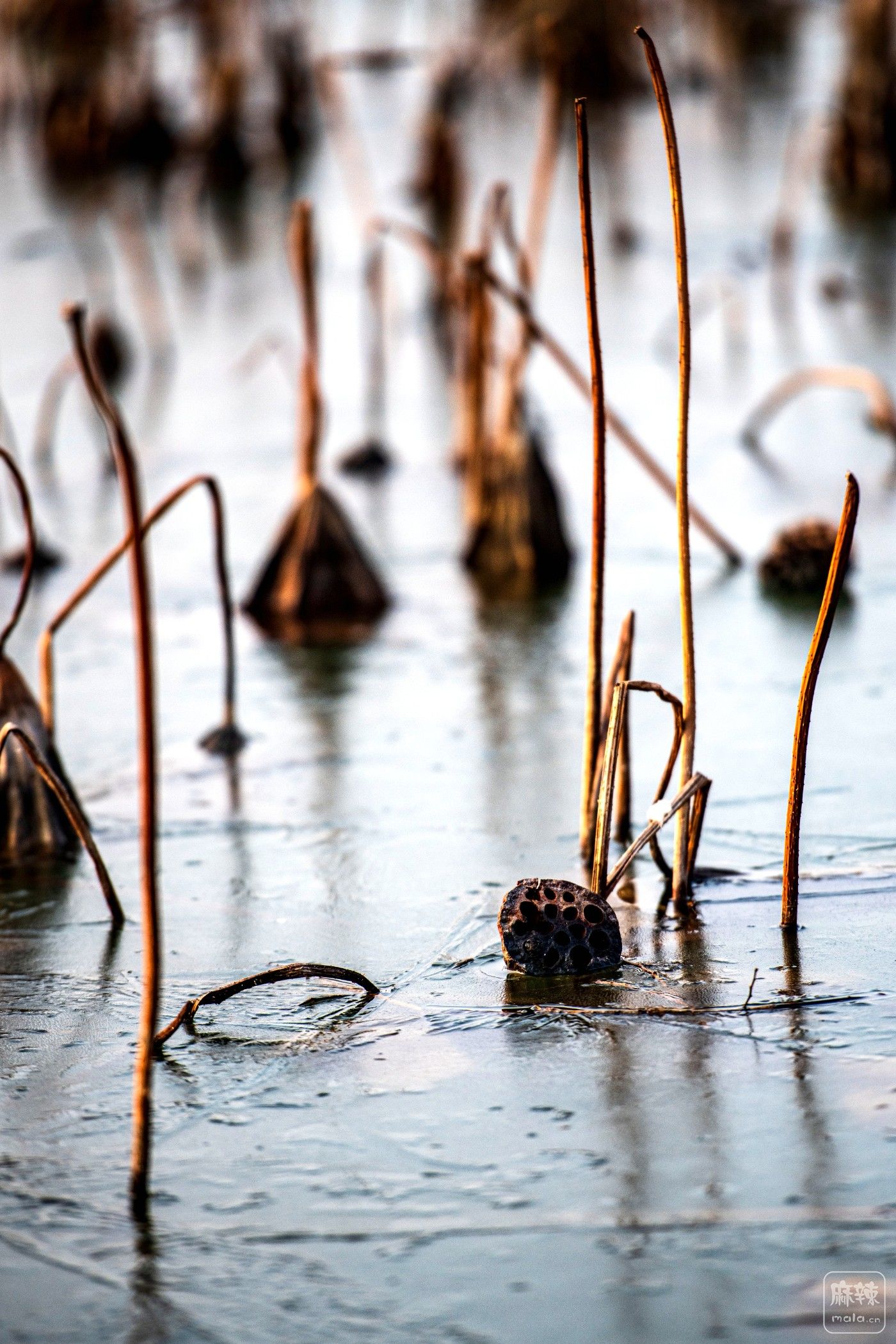 DSC_0617 ����.jpg