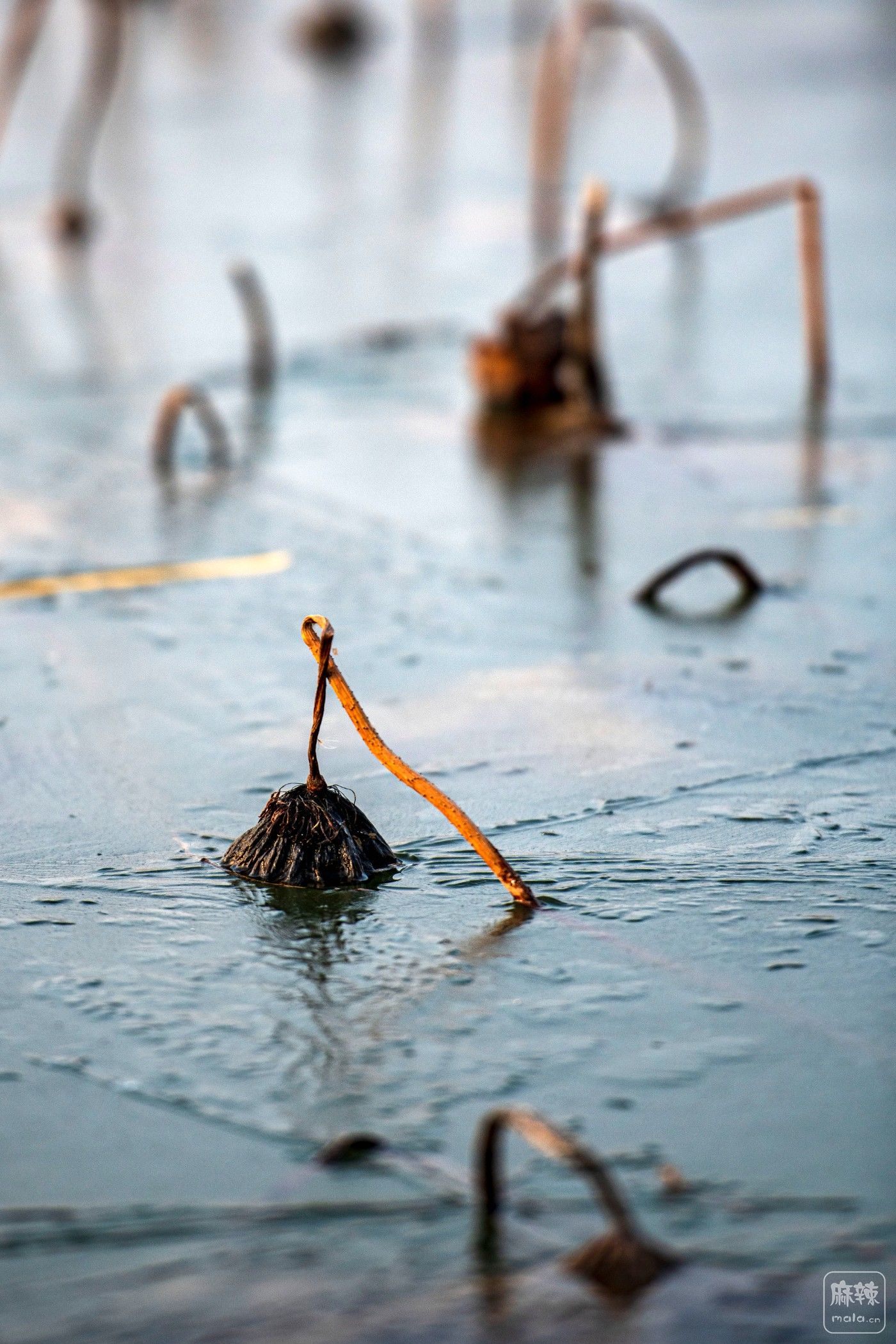 DSC_0645 ����.jpg