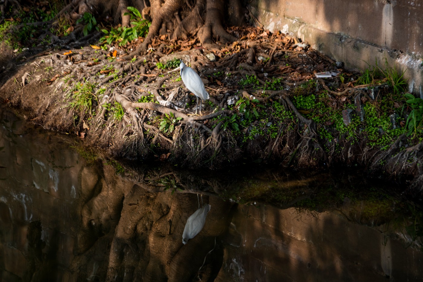 DSC09272 ����.jpg