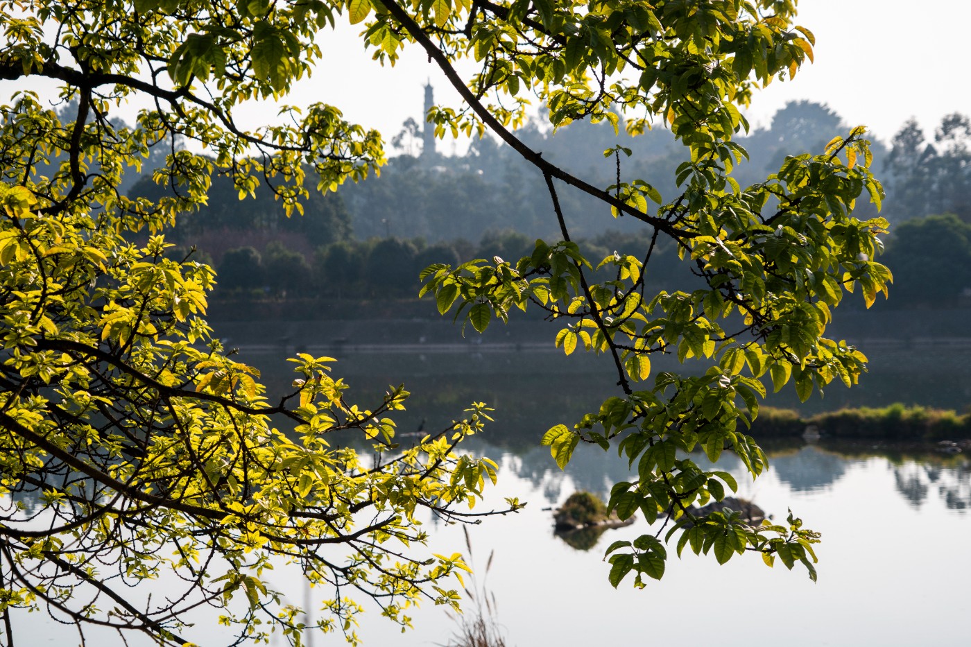 DSC09274 ����.jpg