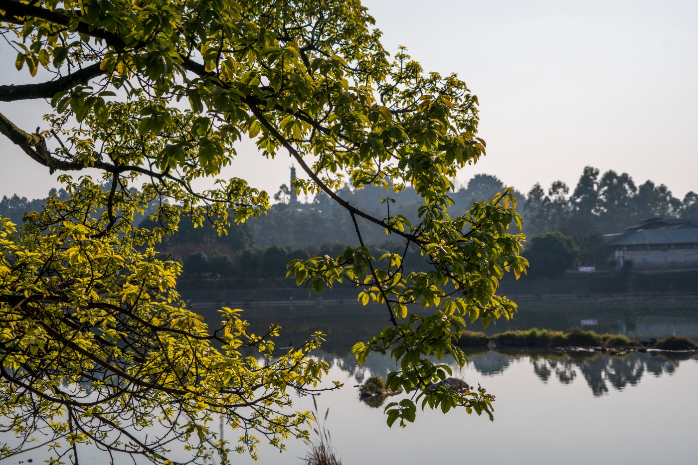 DSC09275 ����.jpg