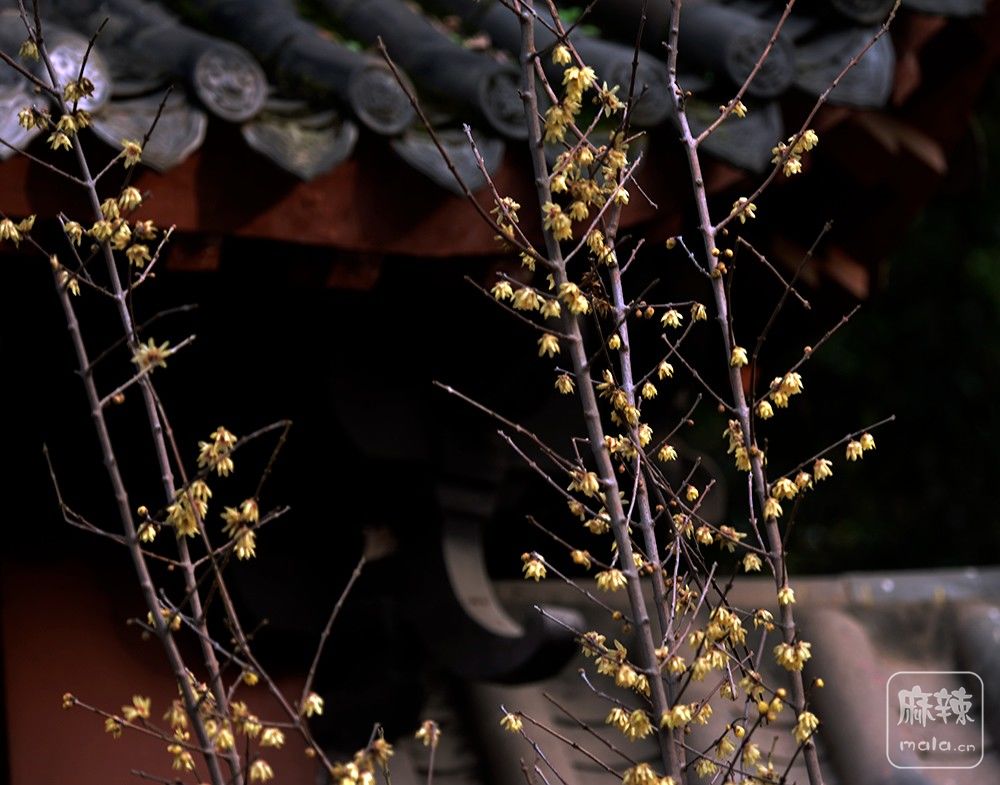 _DSC0439 ����.jpg