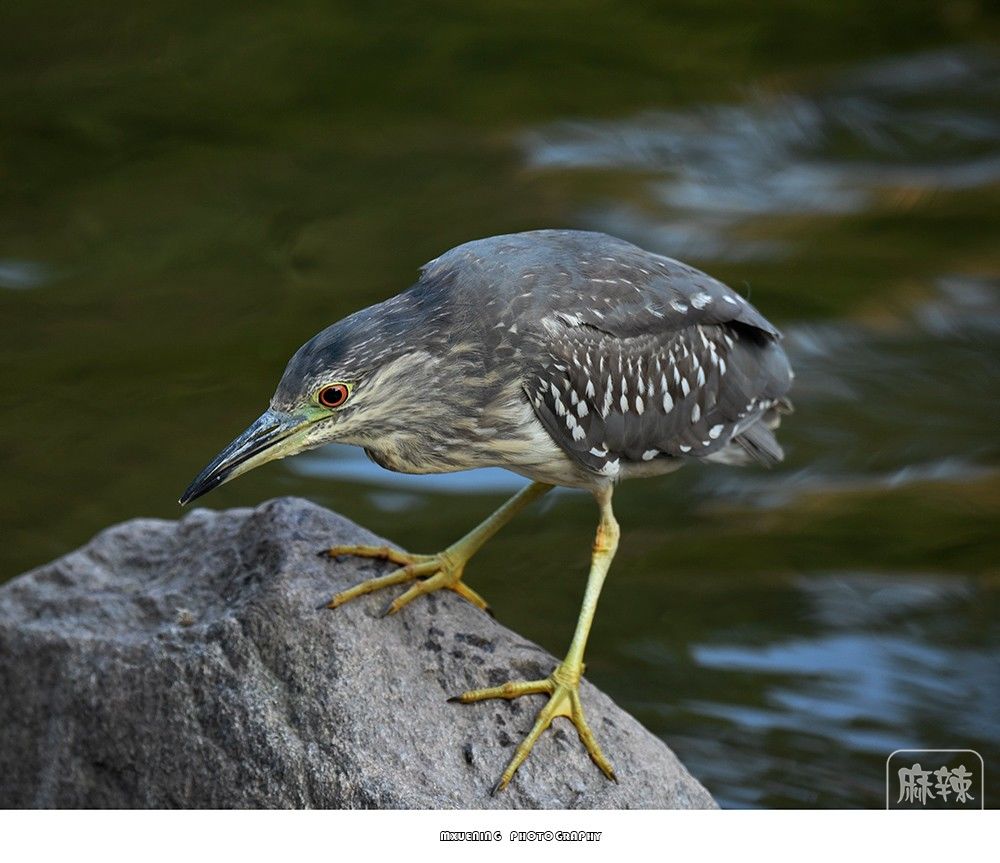 _DSC0913 ����.jpg