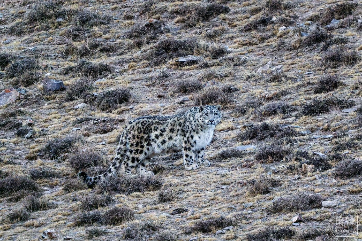 4�£�5�����ຣʡ������Ѱ��ѩ�� ��.jpg