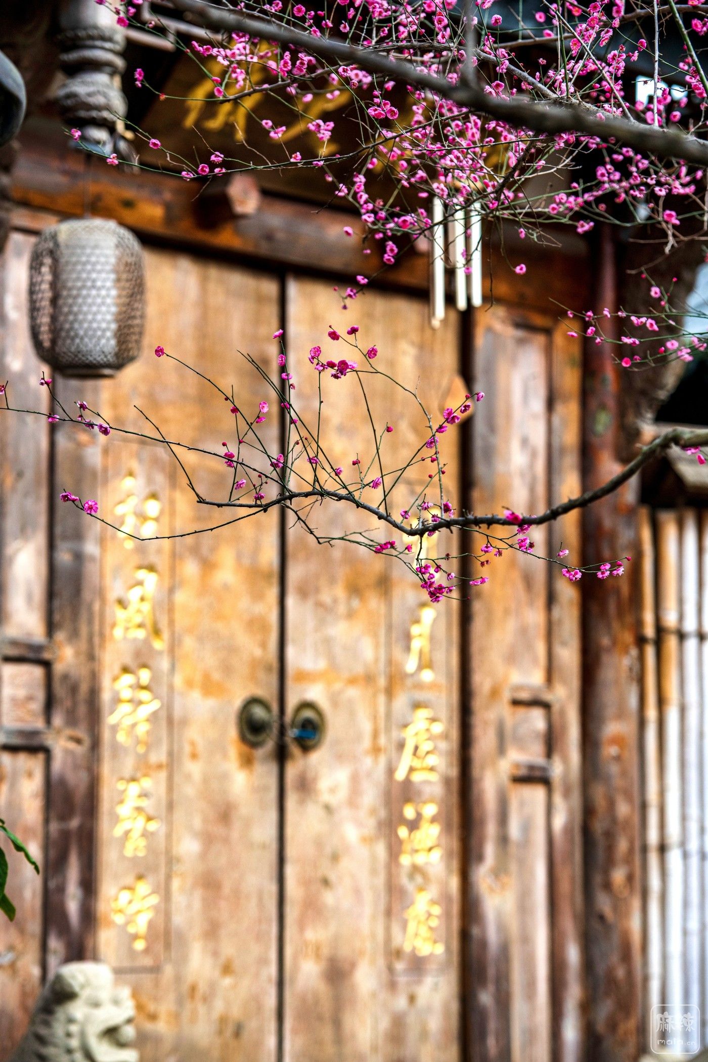 DSC_1154 ����.jpg