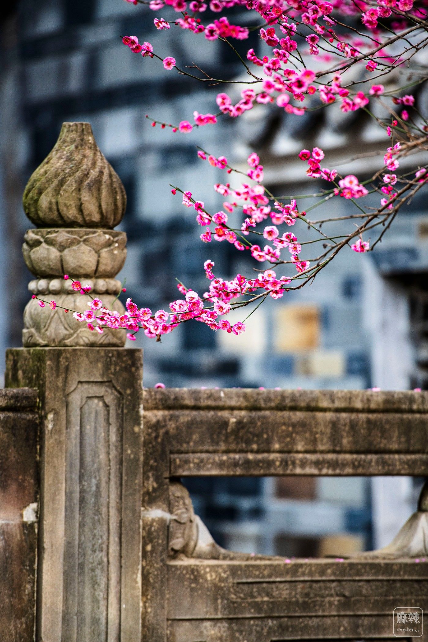 DSC_1157 ����.jpg