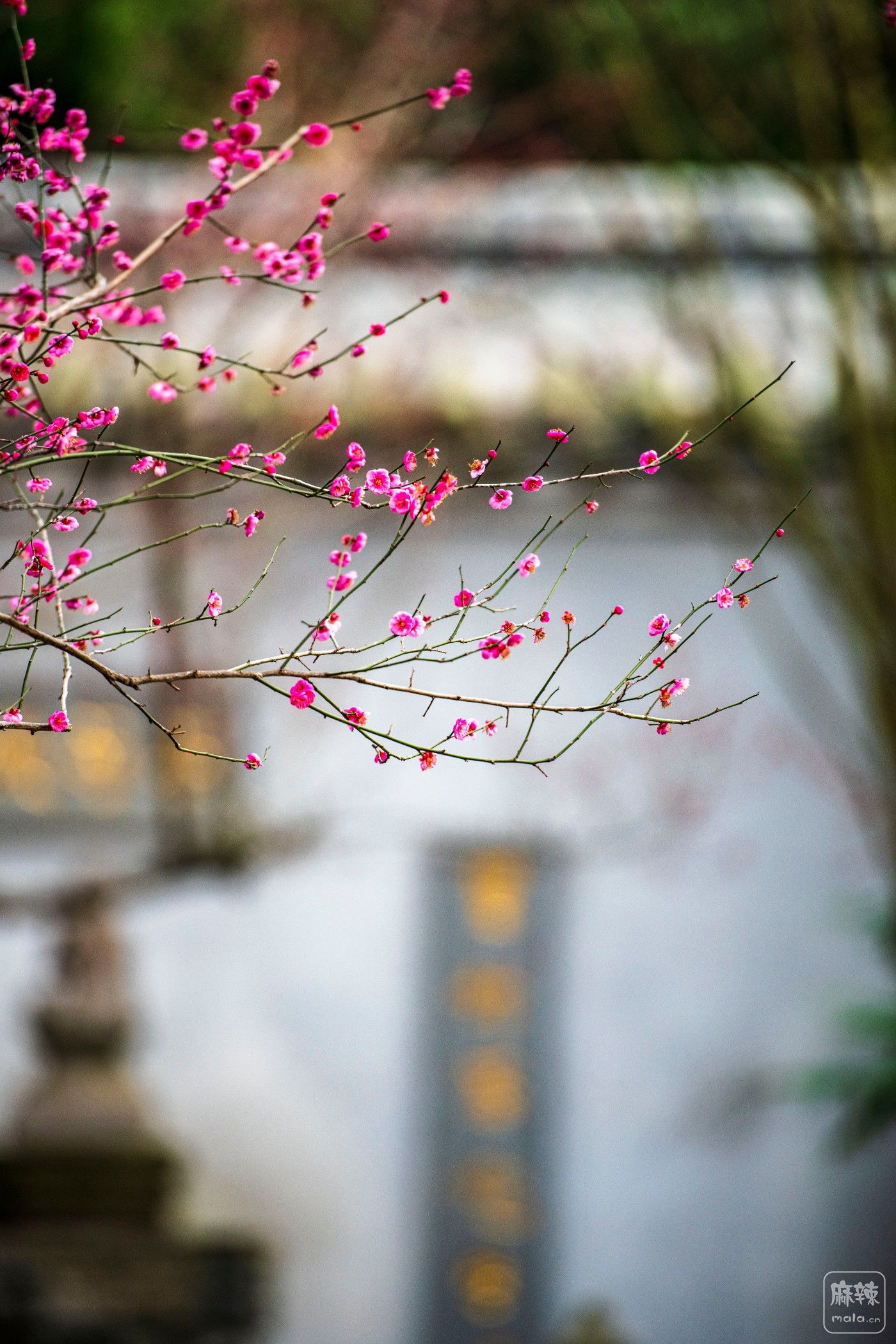 DSC_1177 ����.jpg