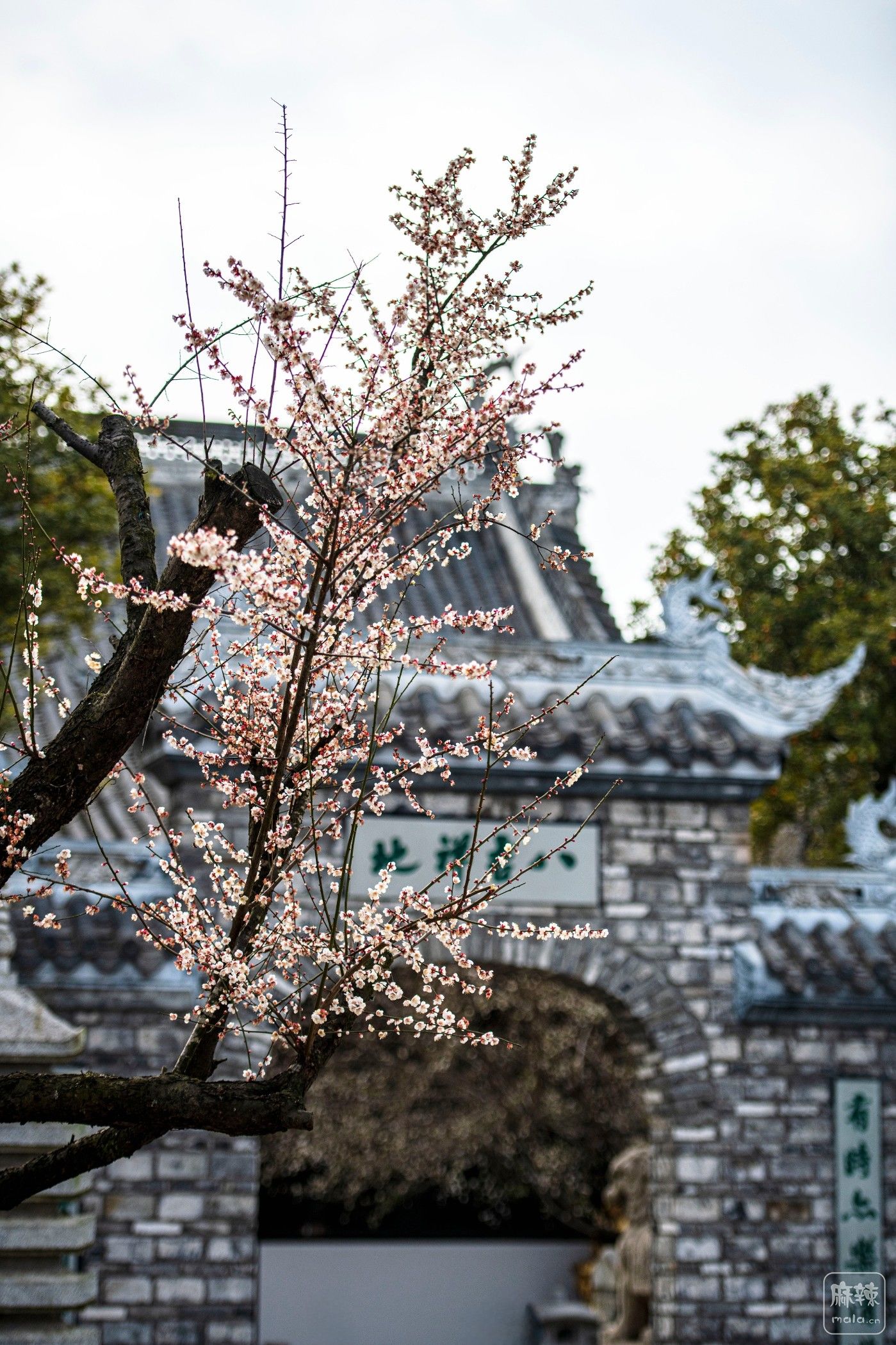 DSC_1199 ����.jpg