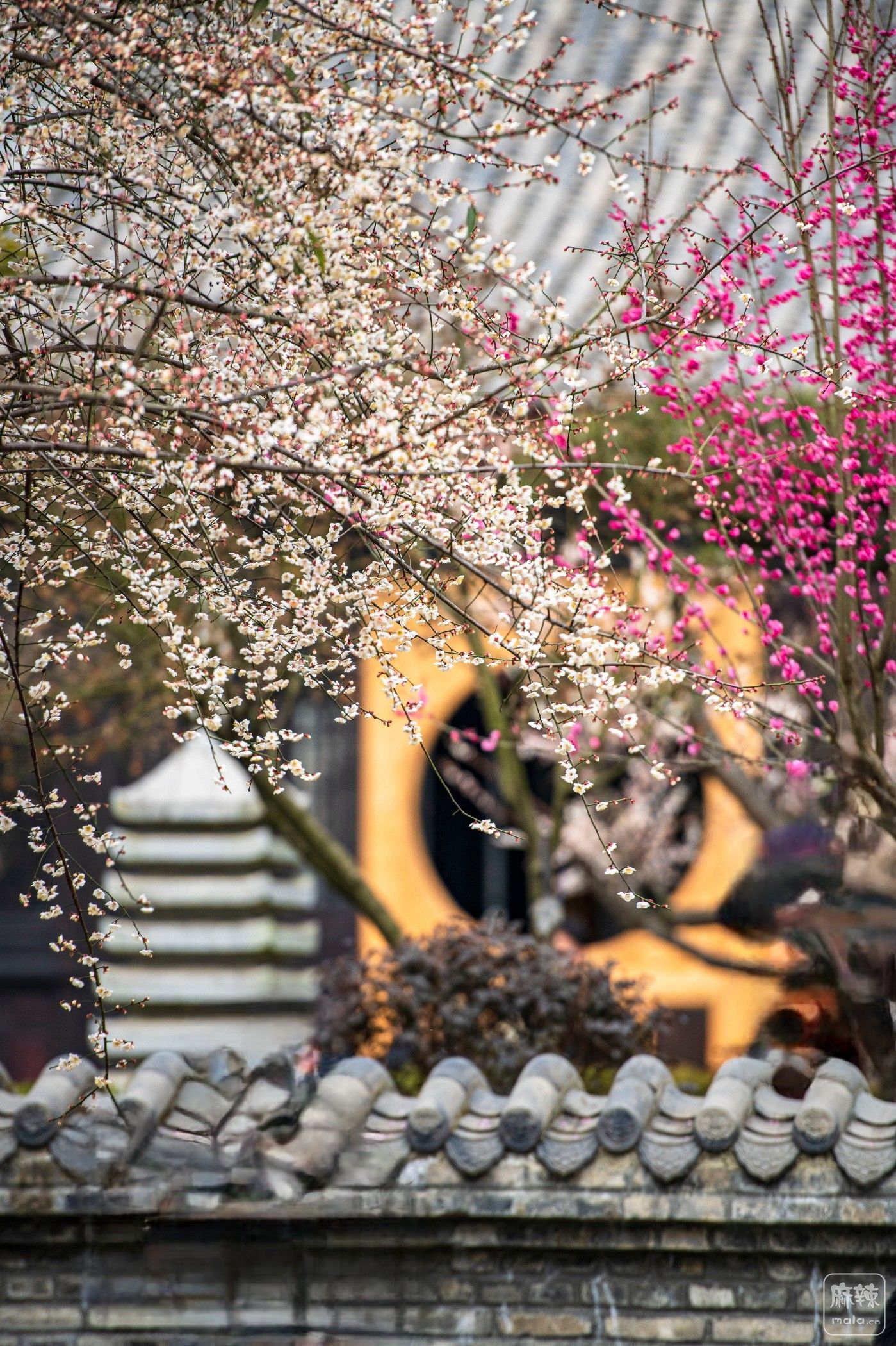 DSC_1115 ����.jpg