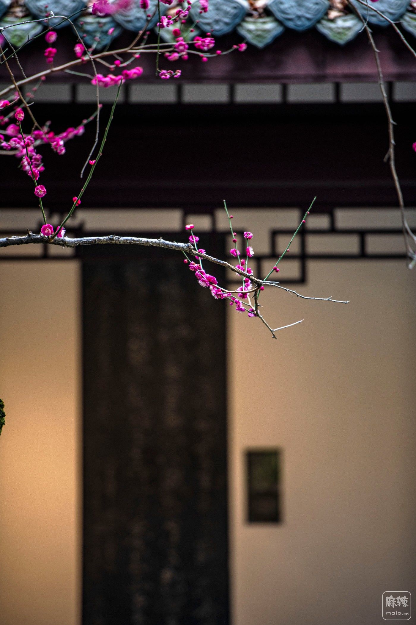 DSC_1235 ����.jpg