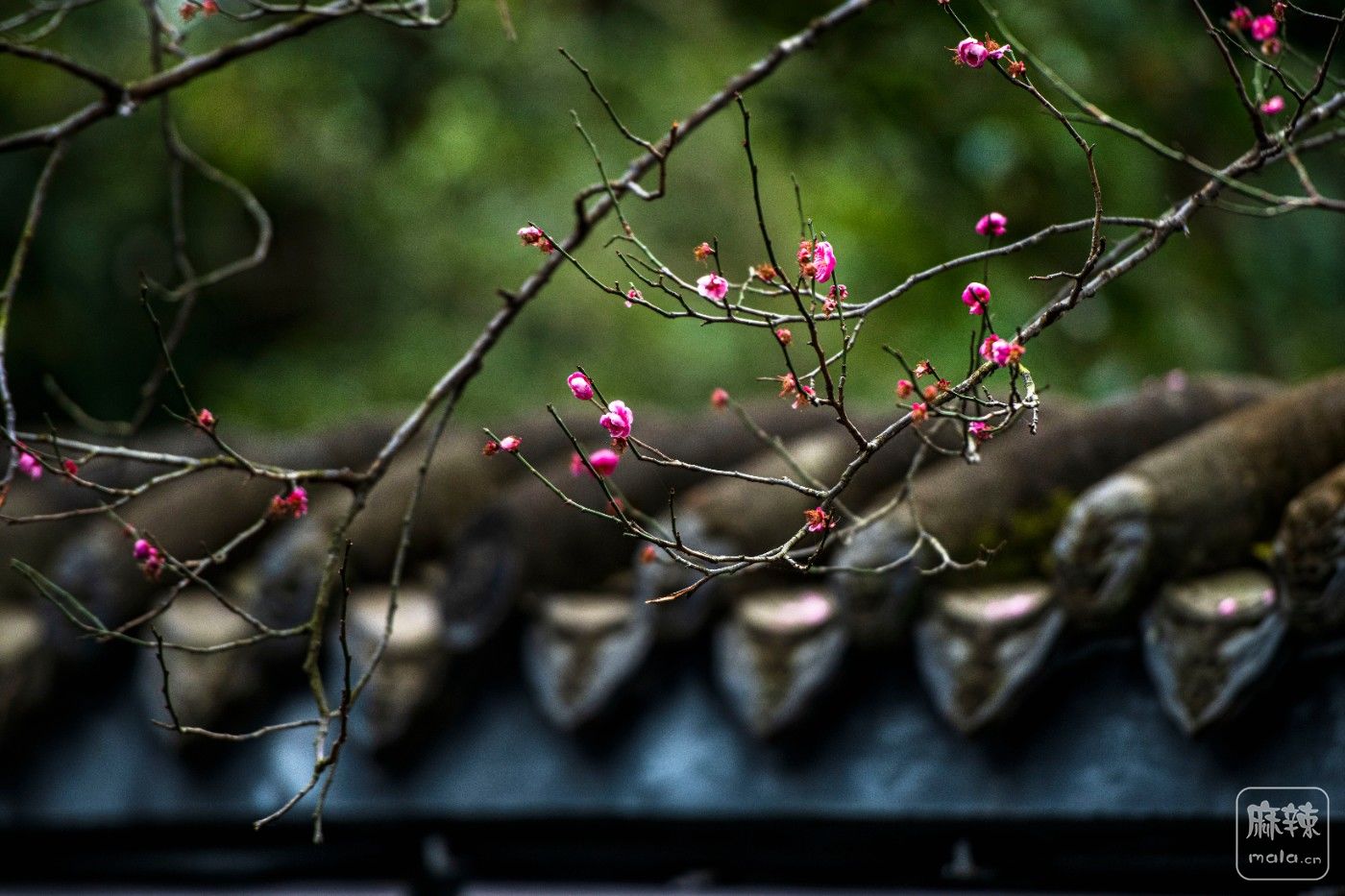 DSC_1203 ����.jpg