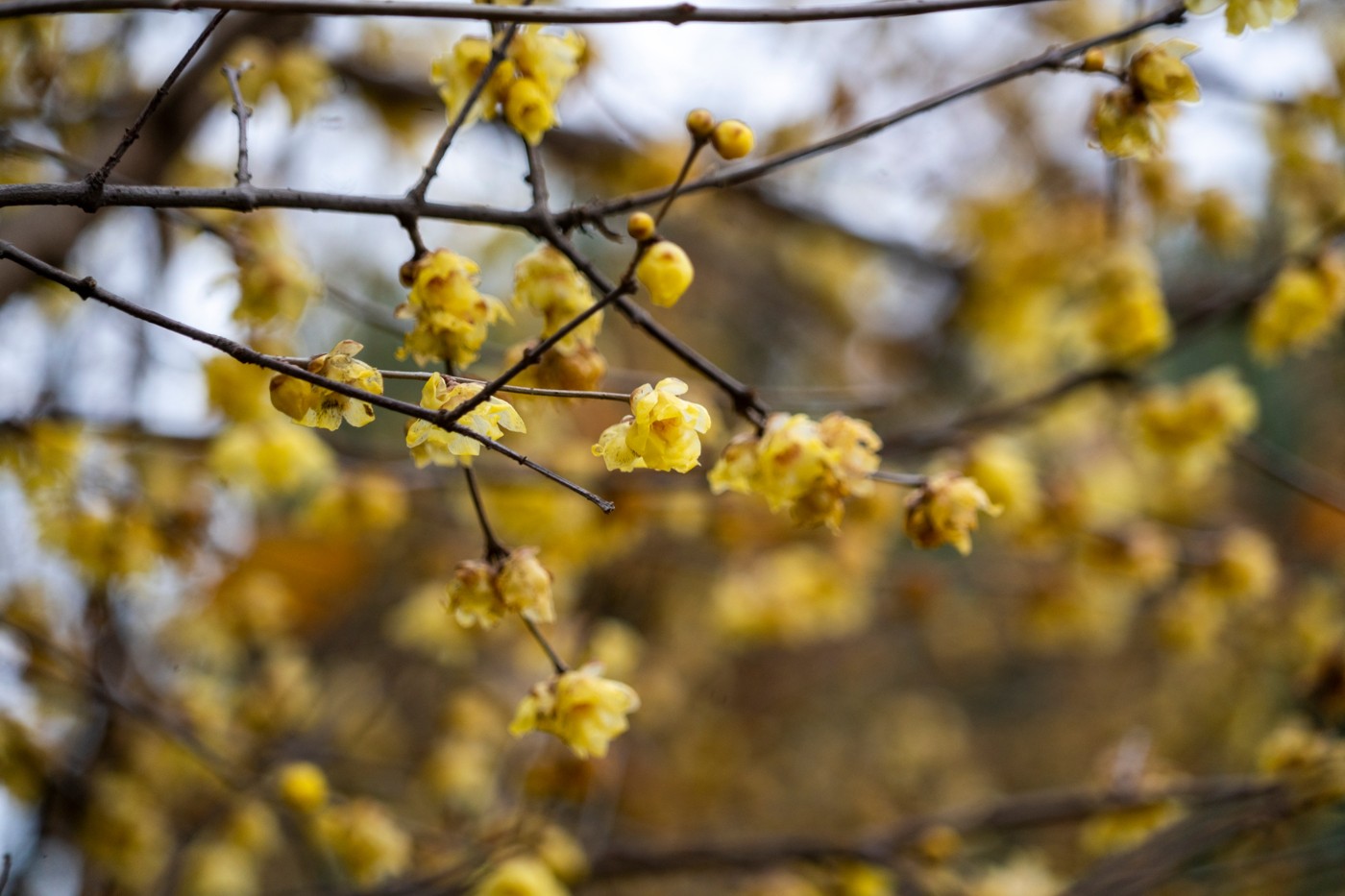 DSC09825 ����.jpg