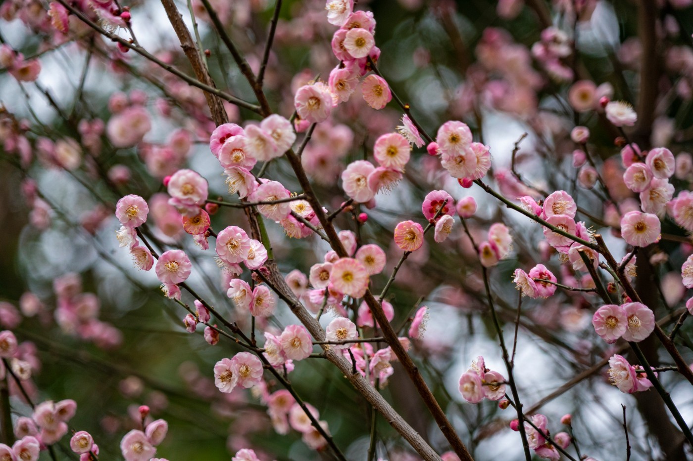 DSC09820 ����.jpg