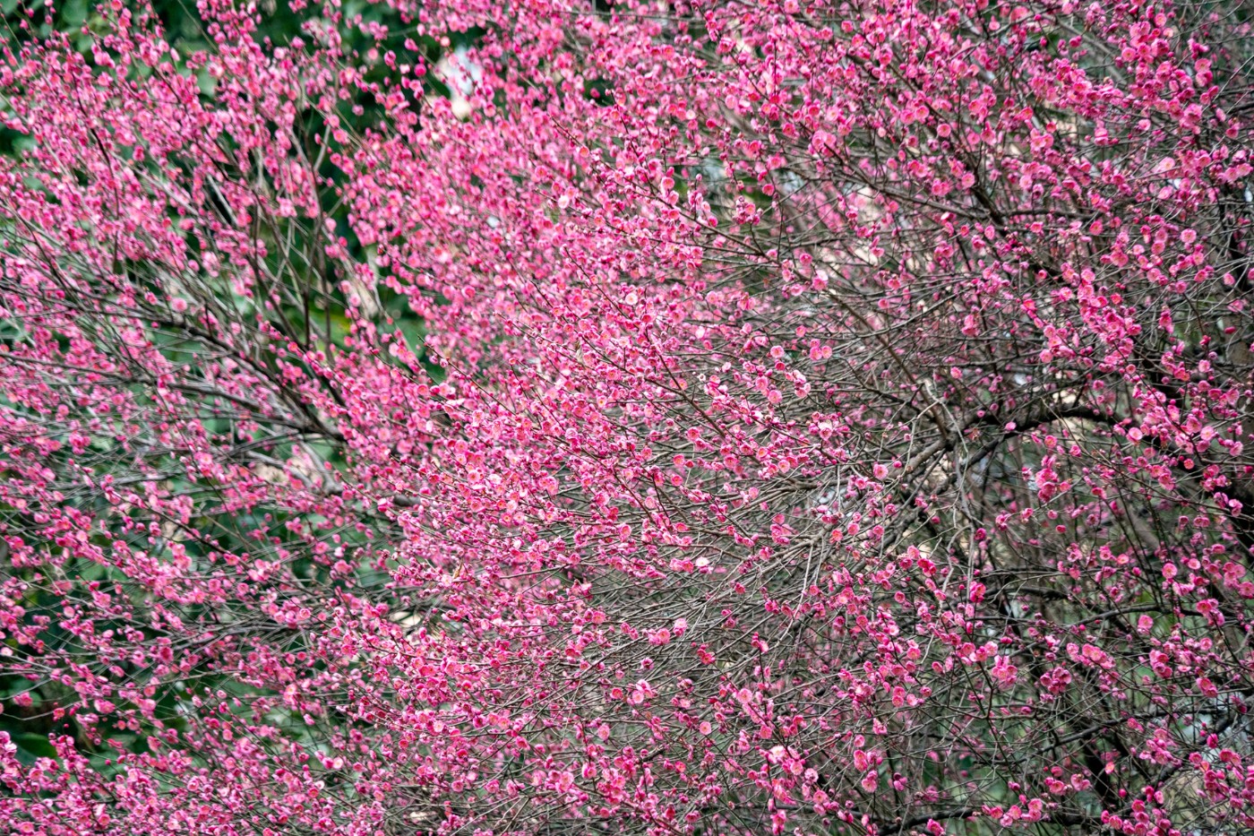 DSC09817 ����.jpg