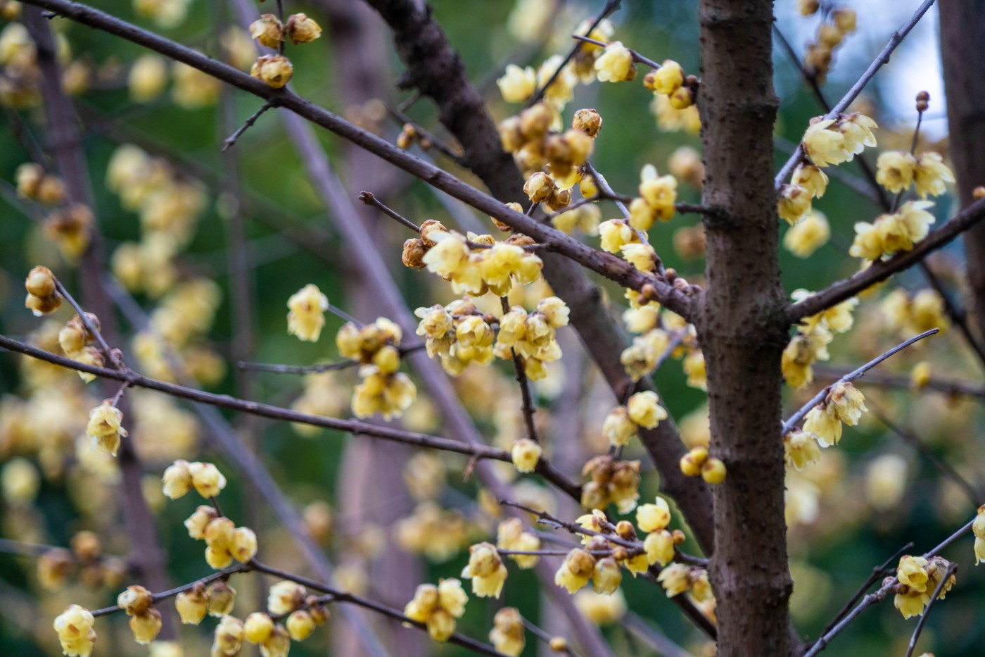 DSC09829 ����.jpg