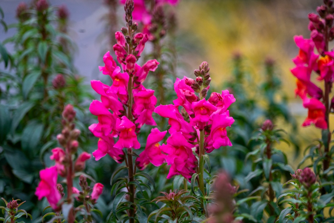 DSC09859 ����.jpg