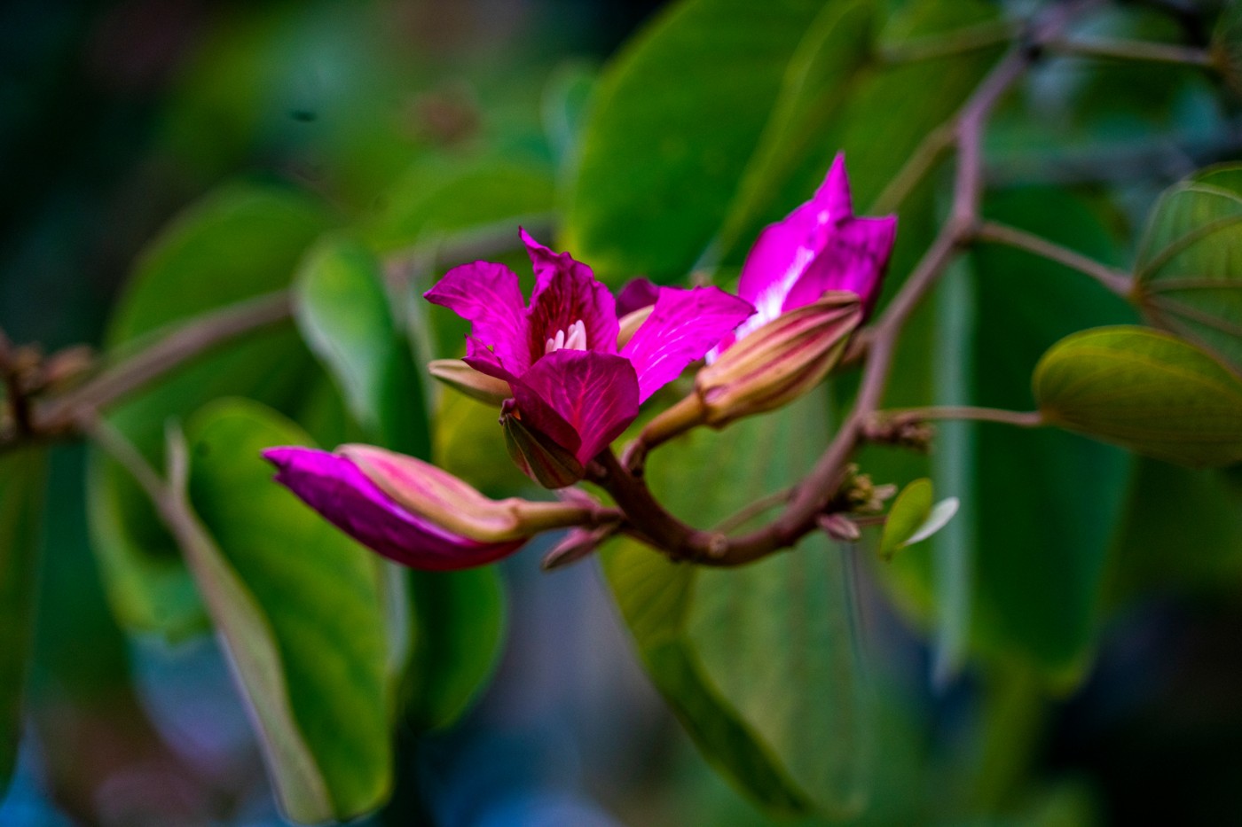 DSC09847 ����.jpg