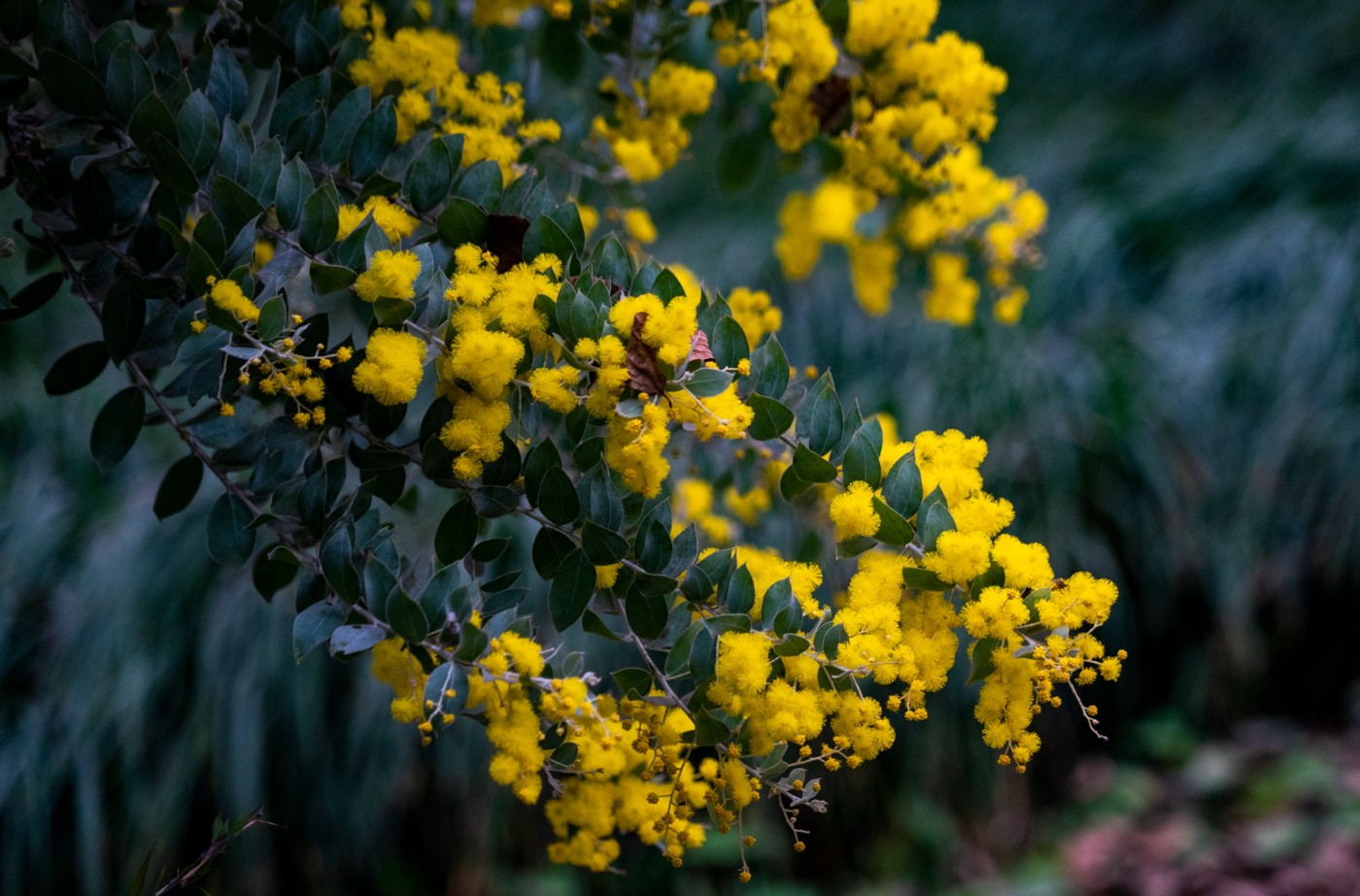 DSC09845 ����.jpg