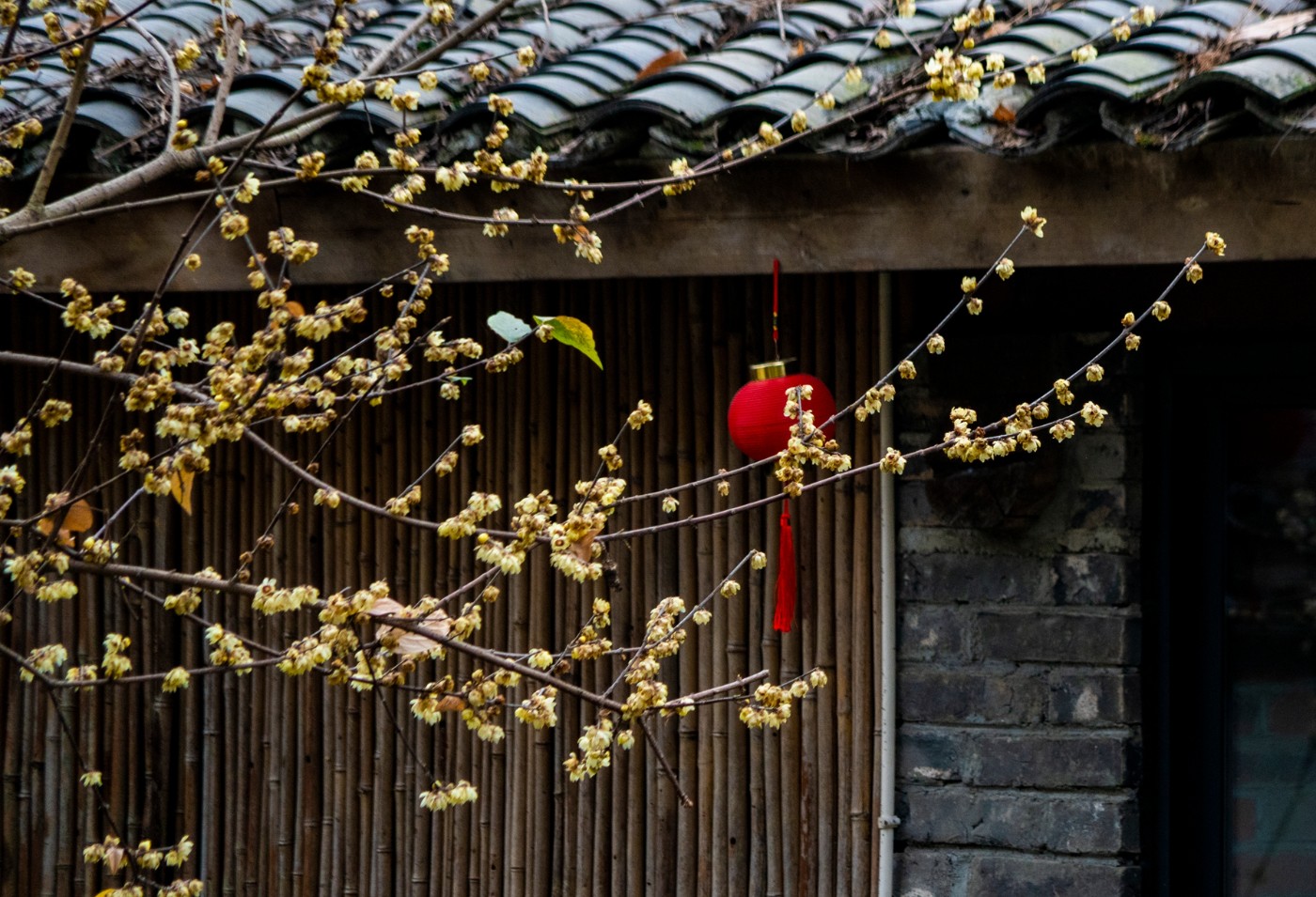 DSC09840 ����.jpg