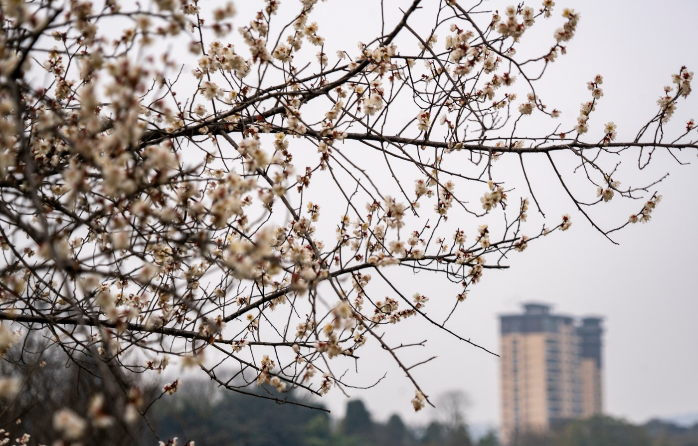 DSC09869 ����.jpg