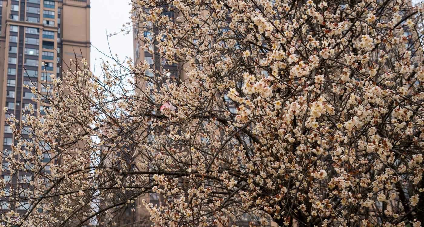 DSC09874 ����.jpg