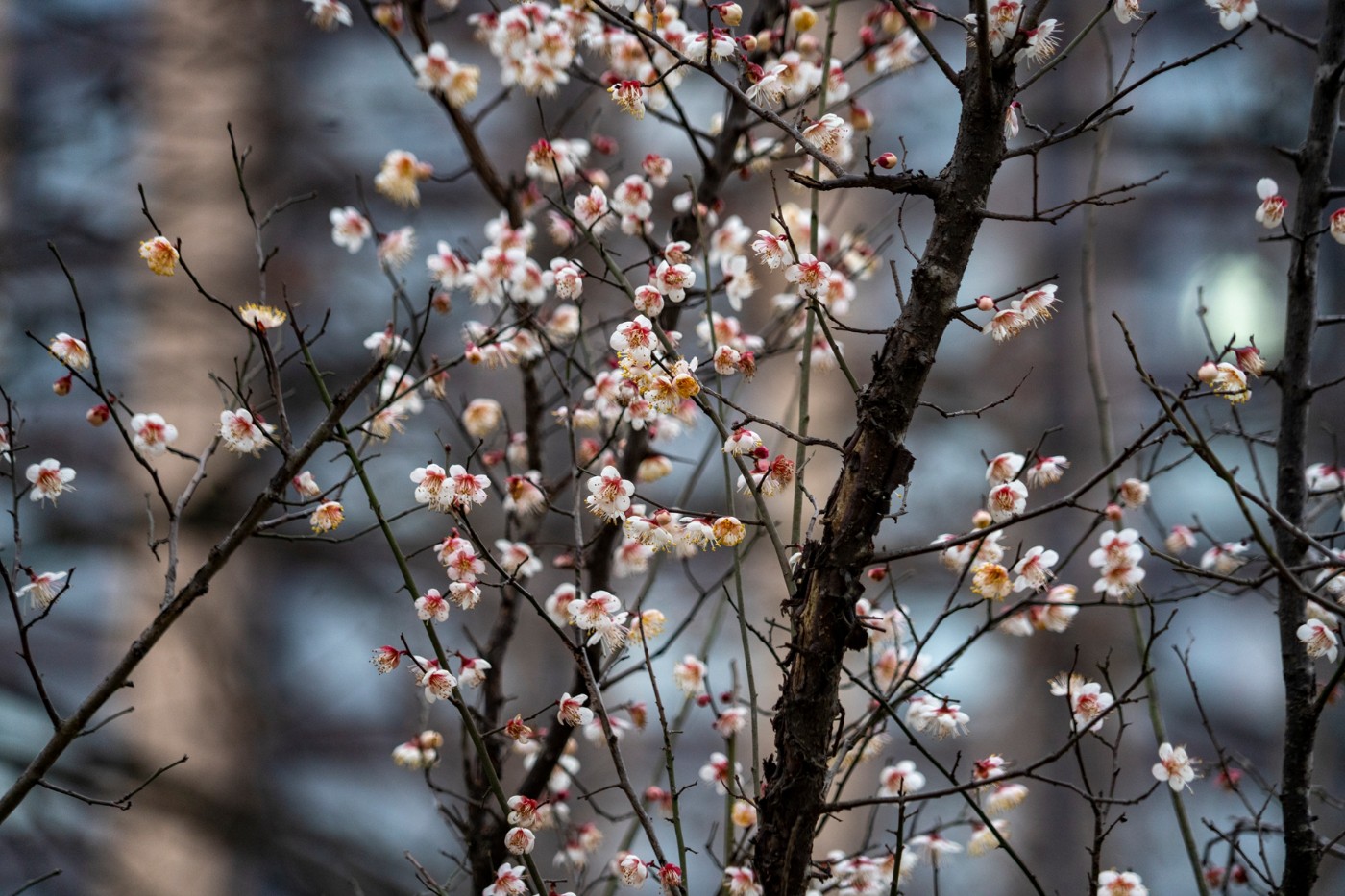 DSC09867 ����.jpg