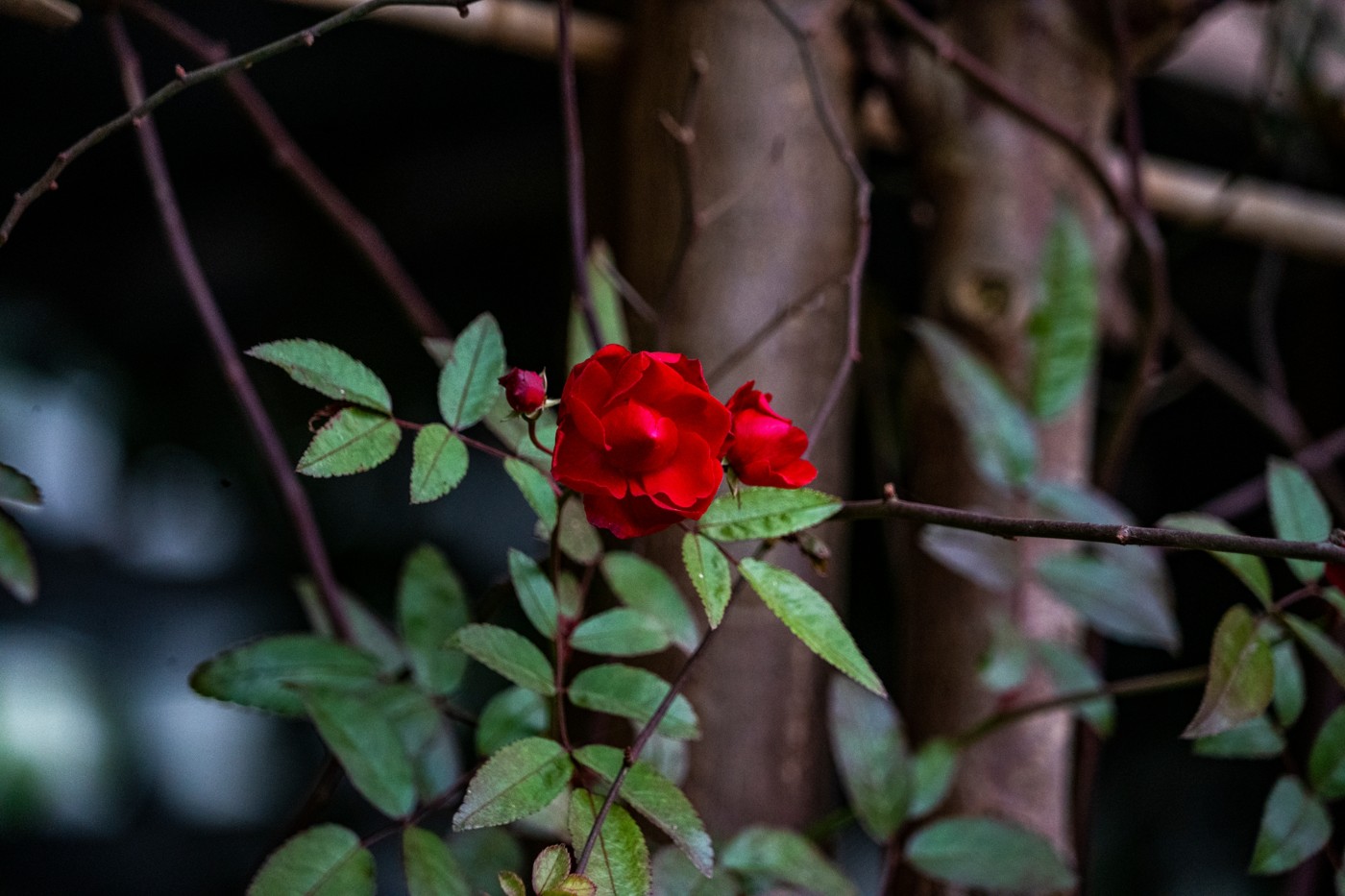 DSC09880 ����.jpg