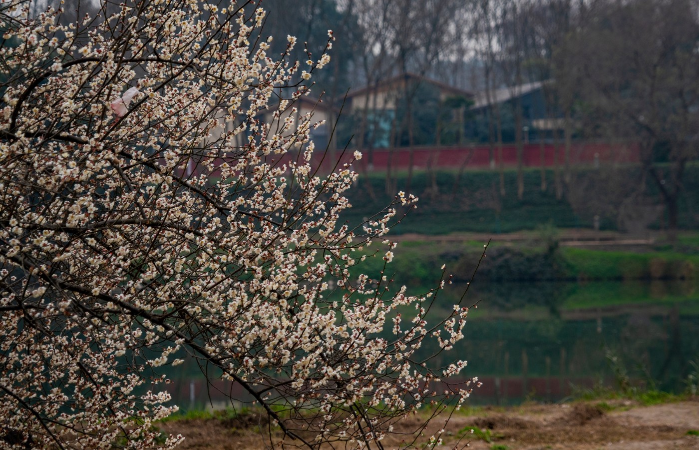 DSC09877 ����.jpg