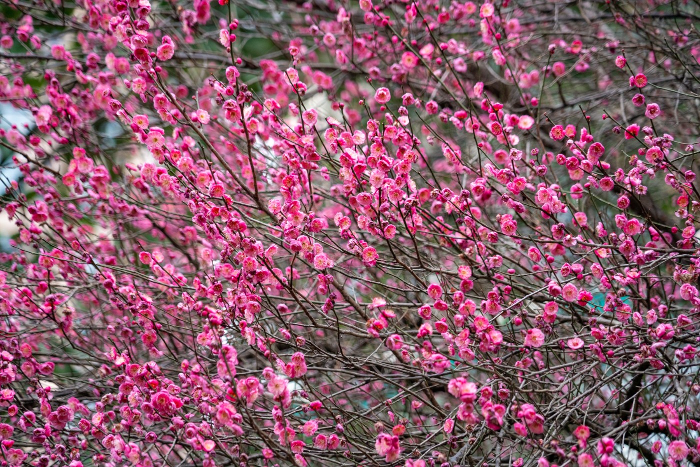 DSC09818 ����.jpg