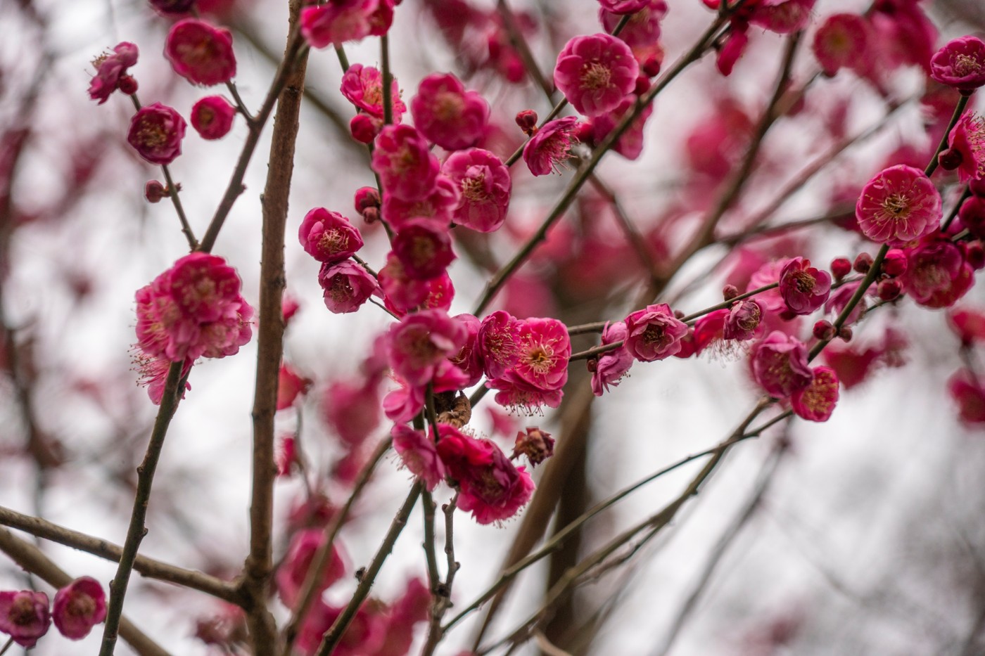 DSC09823 ����.jpg