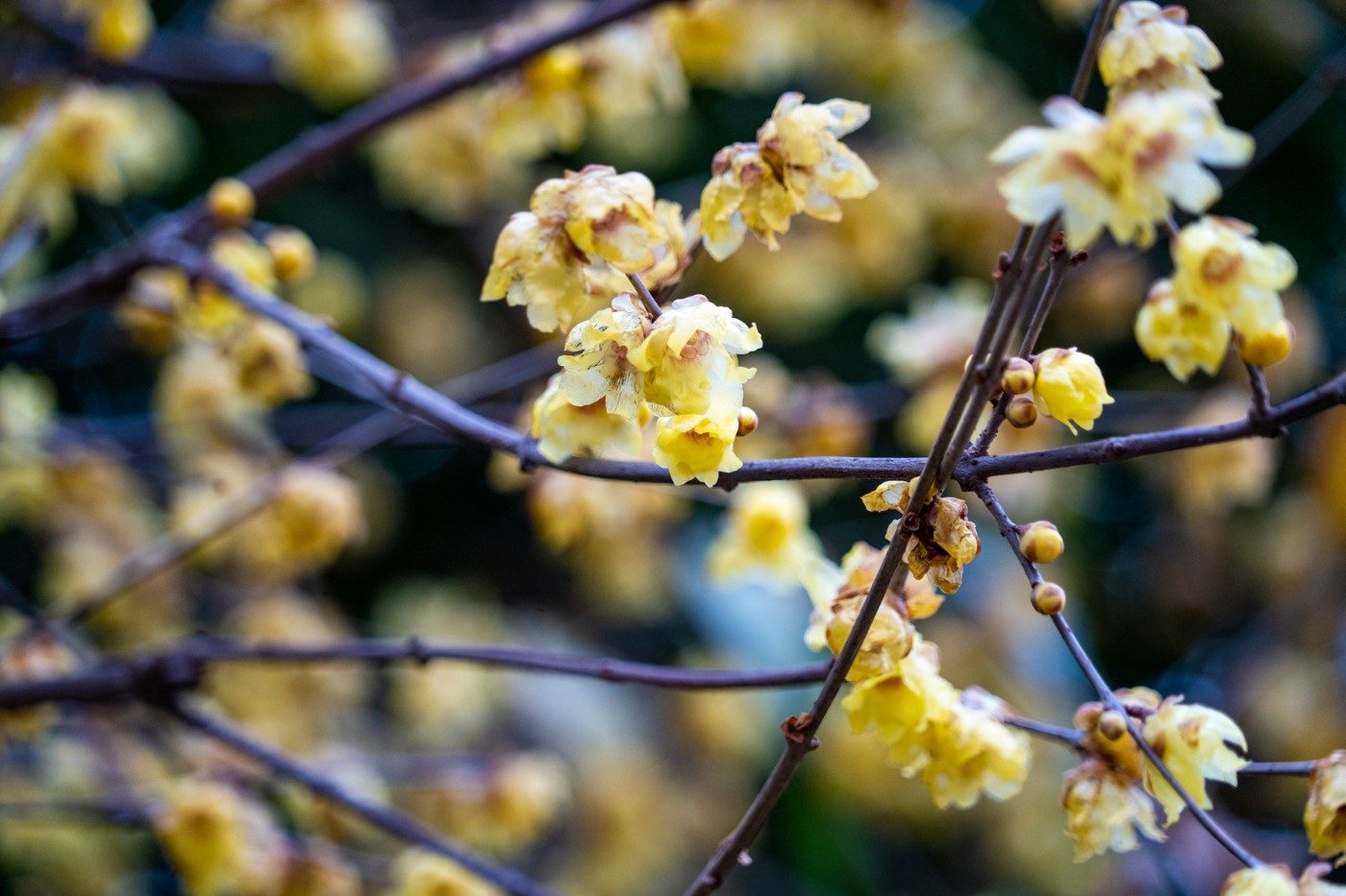 DSC09826 ����.jpg