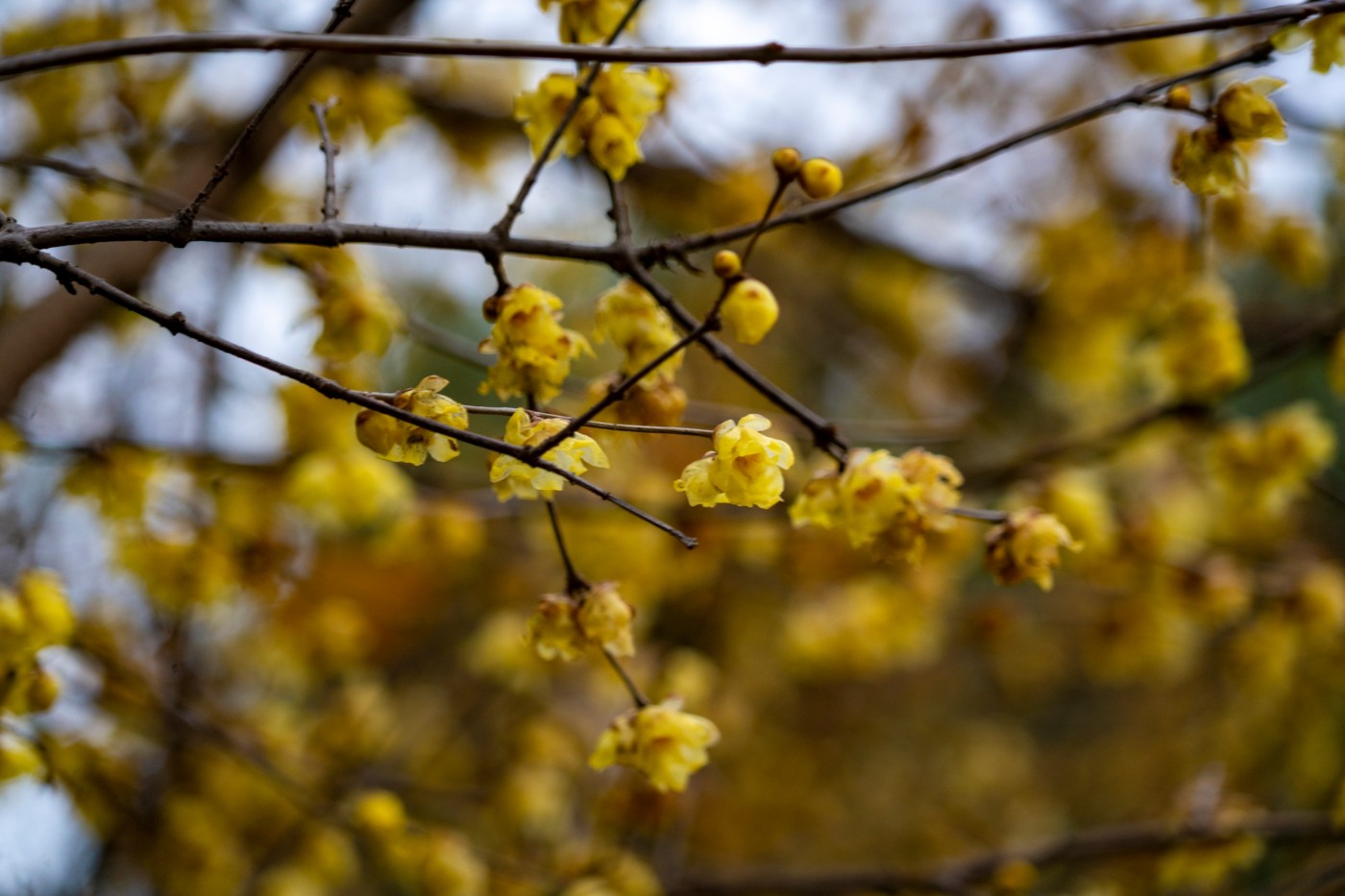 DSC09824-2 ����.jpg