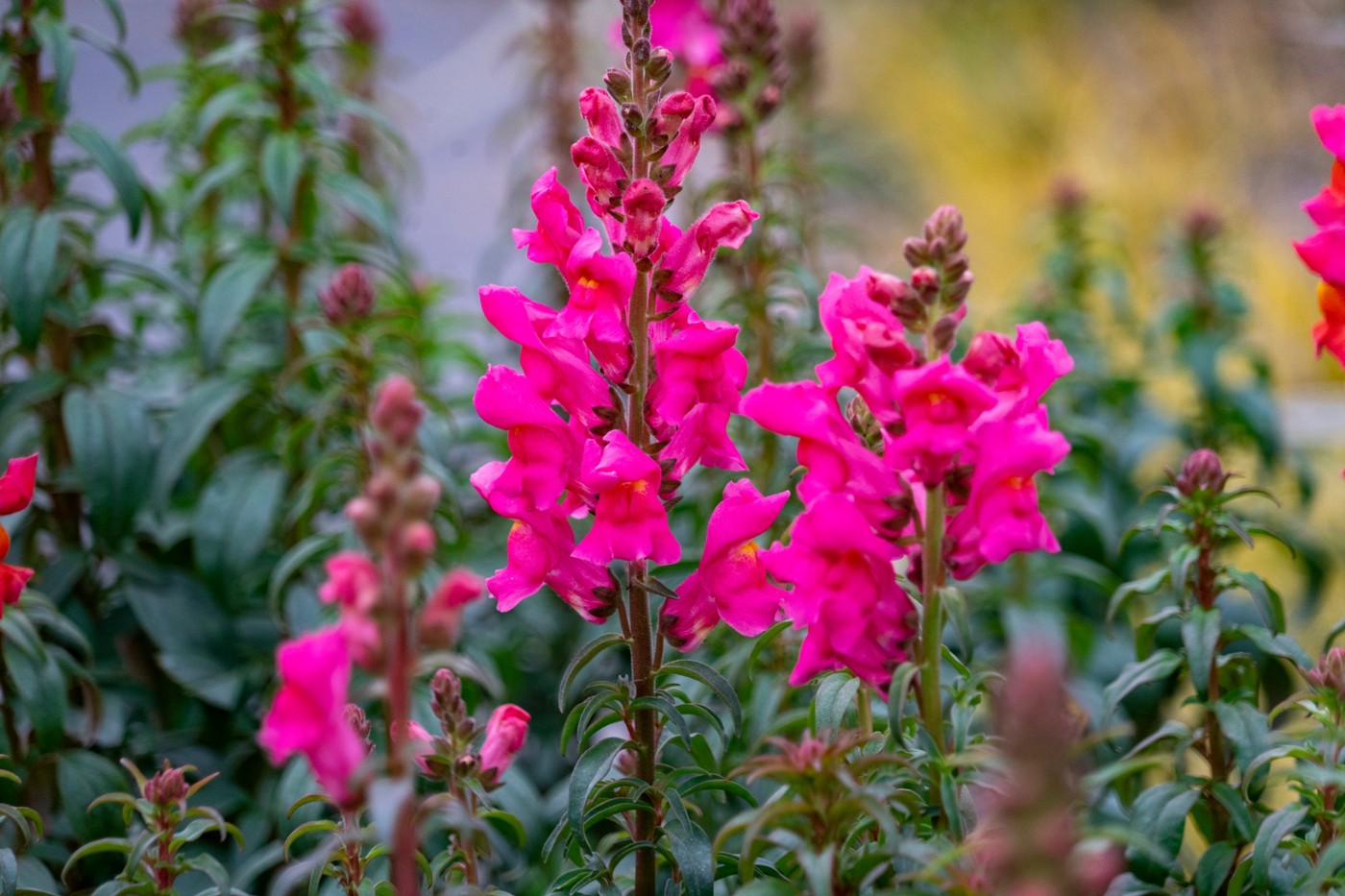 DSC09860 ����.jpg