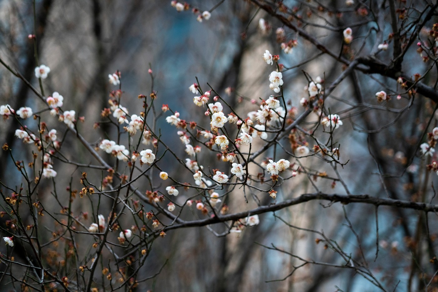 DSC09864 ����.jpg